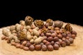 Walnut kernels and whole walnuts wood background